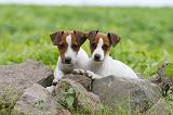 JACK RUSSEL 183